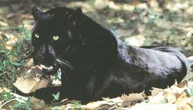 The Panther is The Epitome, The Embodiment of Stealth.
